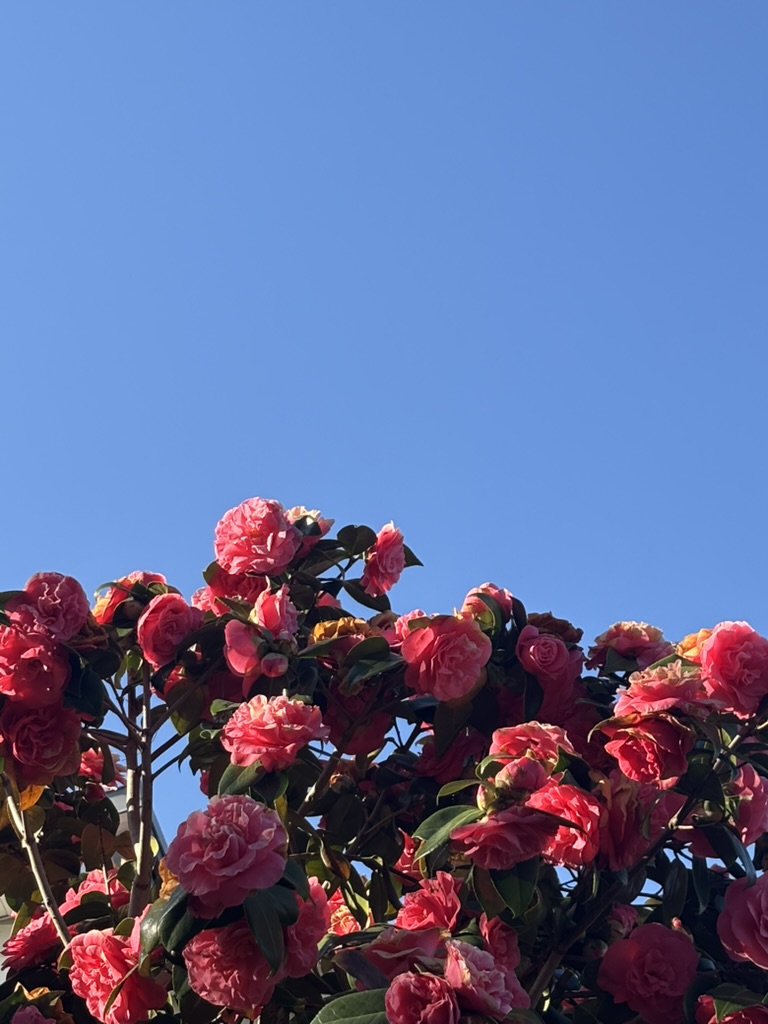 Pink blossoms against blue sky