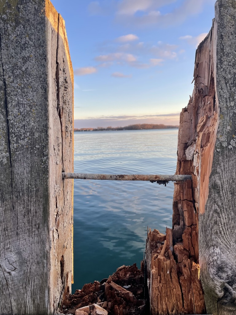 Lake Ontario through weathered logs